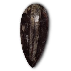 Orthoceras 02