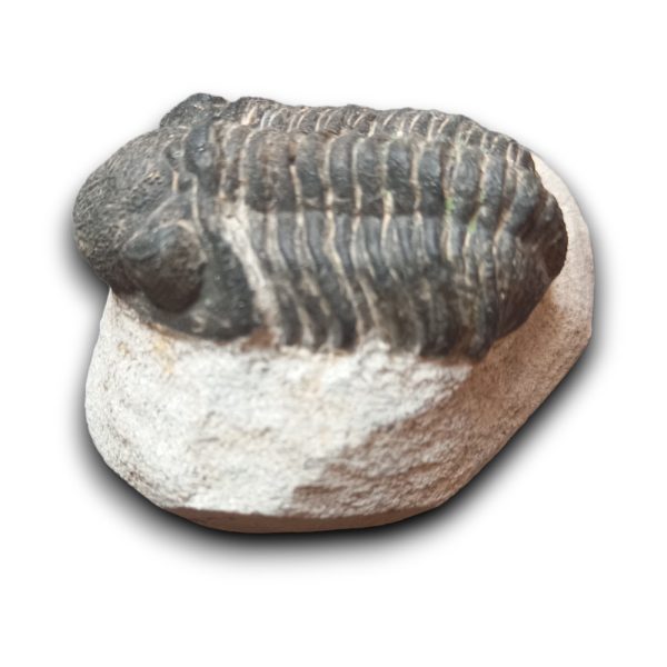 Trilobita alapkőzetben 10 - Image 2