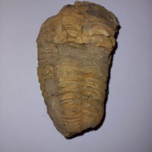 Trilobita 06