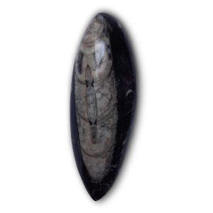 Orthoceras 03