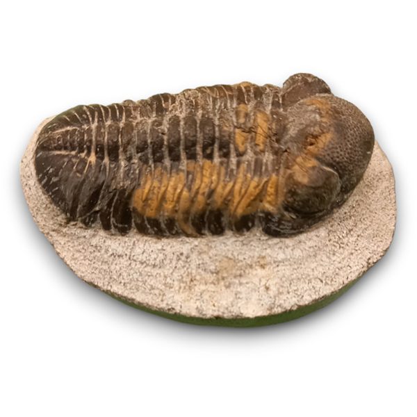 Trilobita alapkőzetben 06 - Image 2