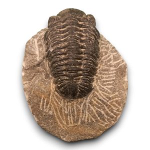 Trilobita alapkőzetben 03