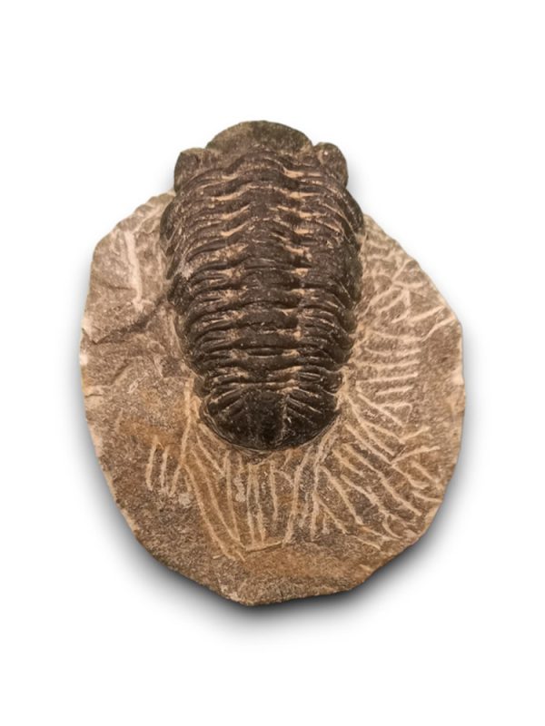 Trilobita alapkőzetben 03