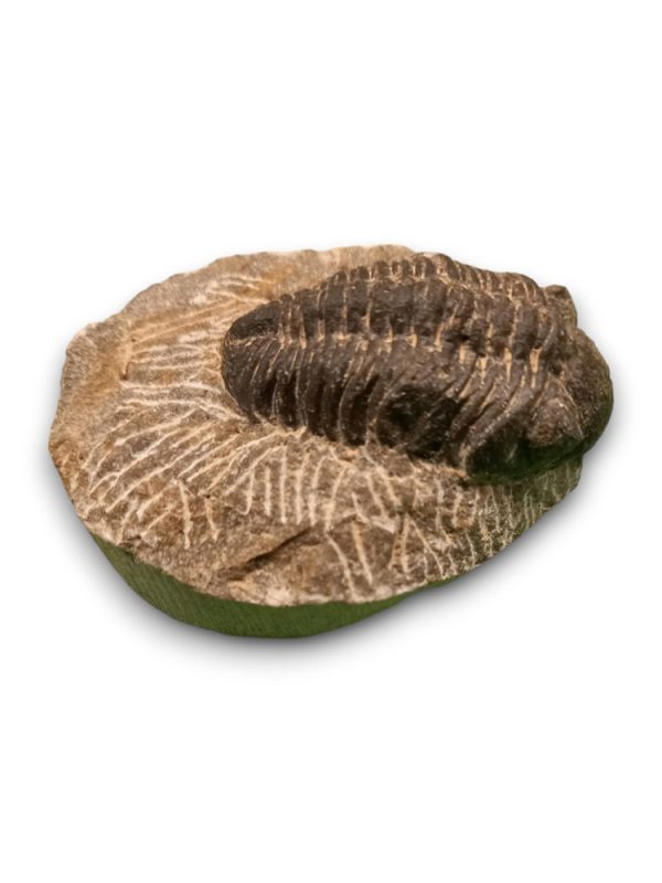 Trilobita alapkőzetben 03 - Image 2