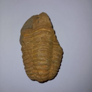 Trilobita 04