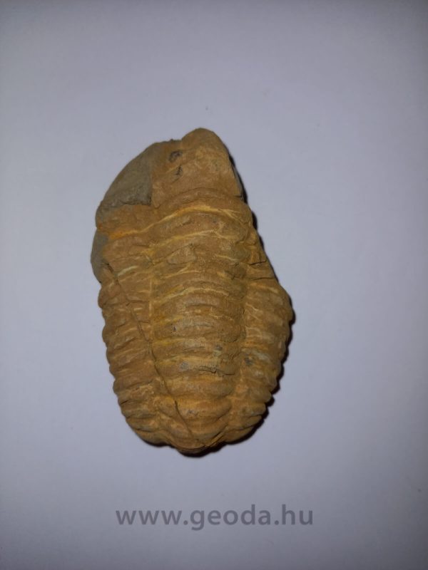 Trilobita 04