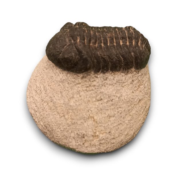 Trilobita alapkőzetben 08 - Image 2