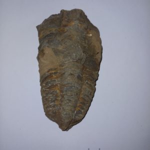 Trilobita 01