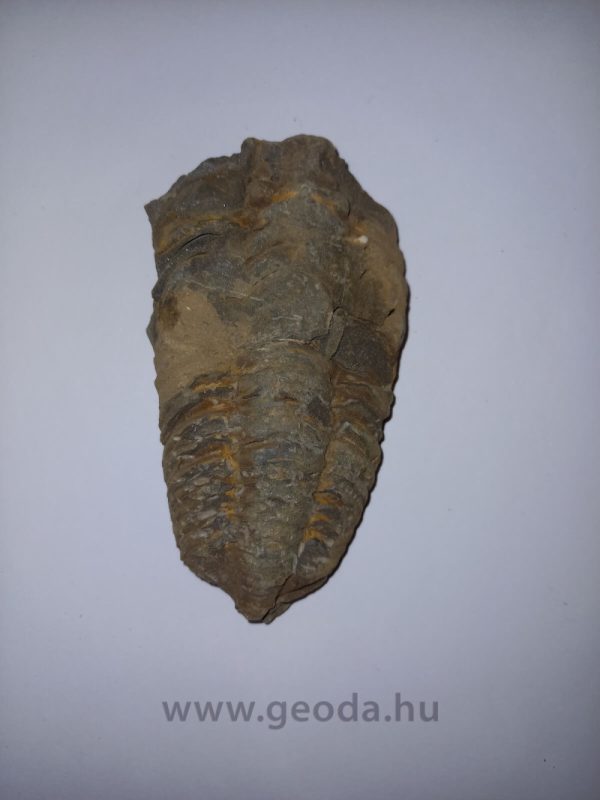 Trilobita 01