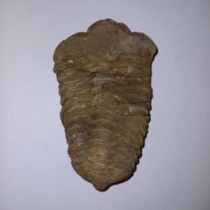 Trilobita 03