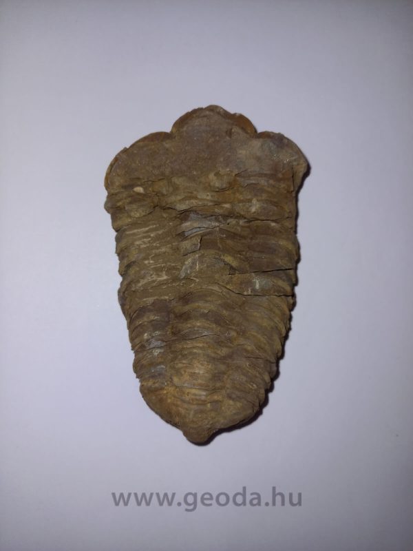 Trilobita 03