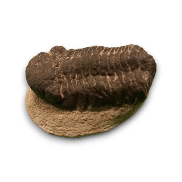 Trilobita alapkőzetben 05 - Image 2