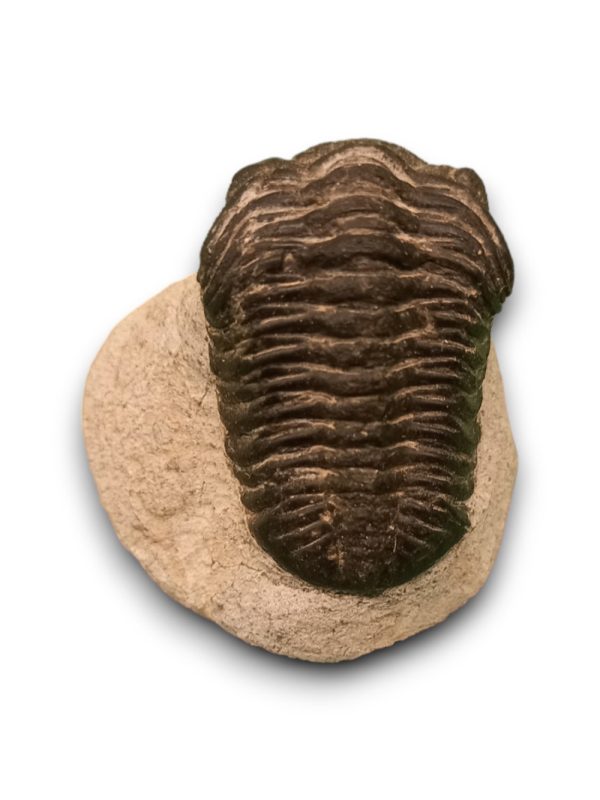 Trilobita alapkőzetben 02