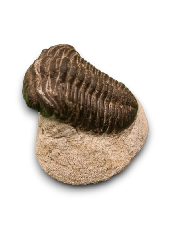 Trilobita alapkőzetben 02 - Image 2