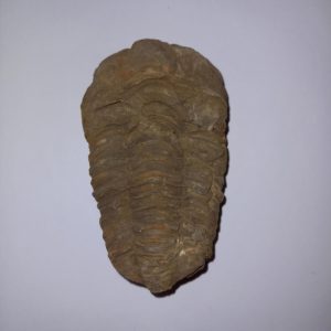 Trilobita 02