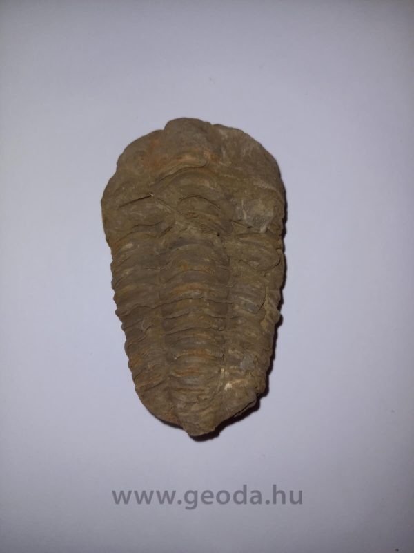 Trilobita 02
