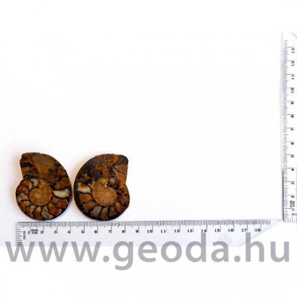 Ammonitesz (félbevágott) 0003 - Image 3