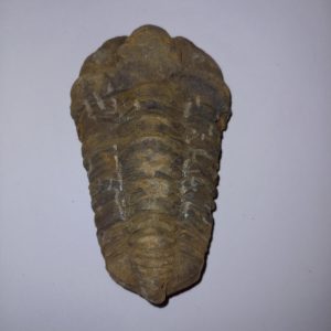 Trilobita 07