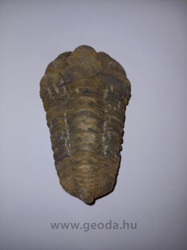 Trilobita 07