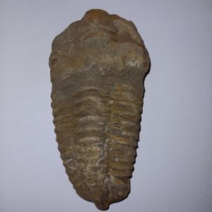 Trilobita 08