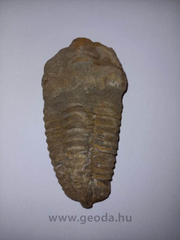 Trilobita 08