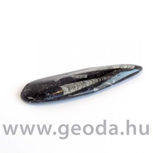 Orthoceras