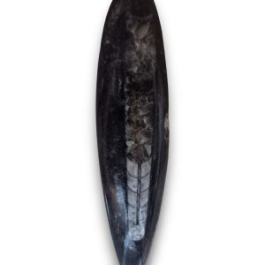 Orthoceras 01