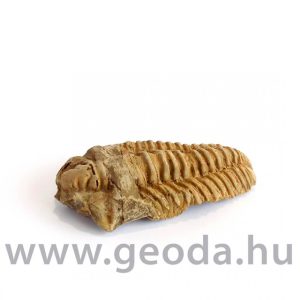 Trilobita