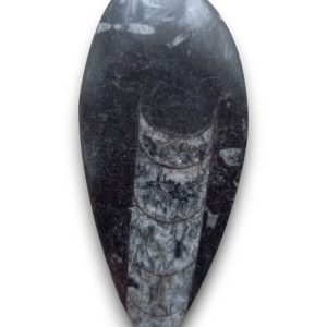 Orthoceras 04
