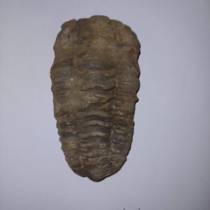 Trilobita 05