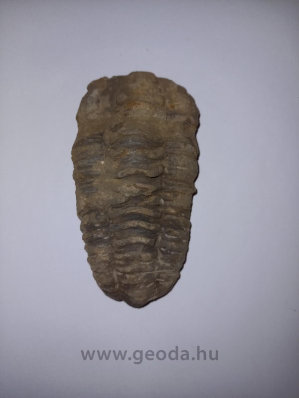 Trilobita 05