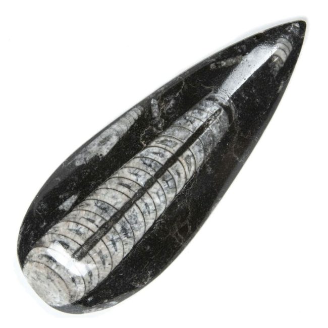 Orthoceras