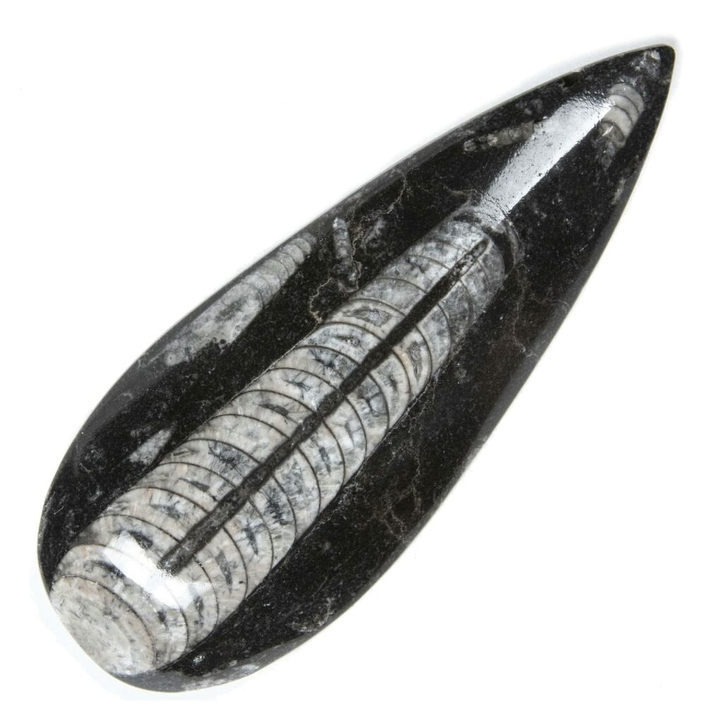 Orthoceras